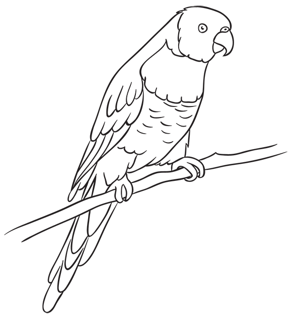 hom-sec4-parrot-outline